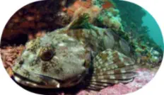 Cabezon Fishing Tips