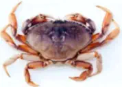 Dungeness Crab Fishing