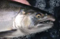 How To Catch Landlocked Coho Salmon