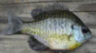 Perch Bluegill Fishing