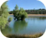 Salted Chicken Livers