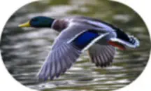 Waterfowl Hunting in California